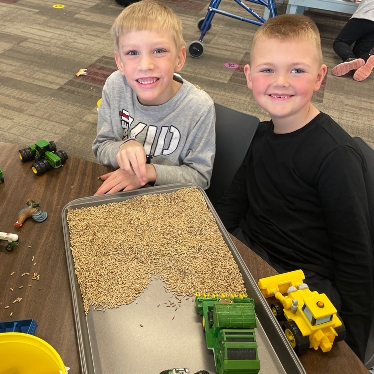 harvesting the wheat